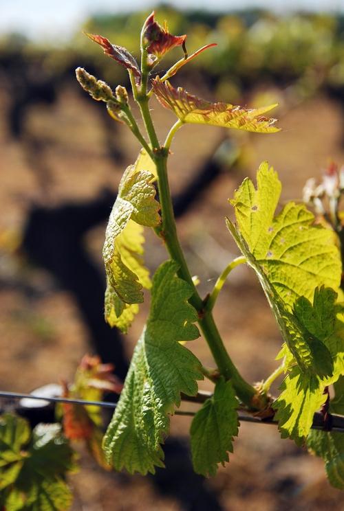 Iconographie - La vigne de l'Oisellière au printemps