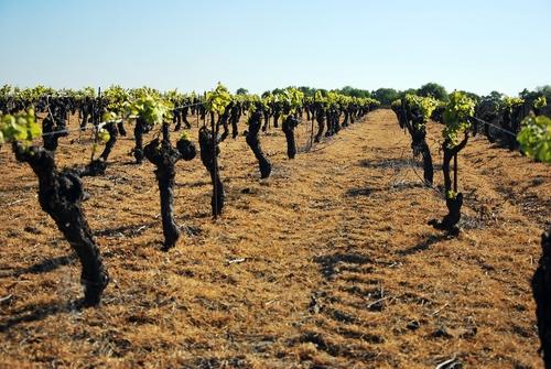 Iconographie - La vigne de l'Oisellière au printemps