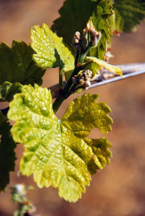 Iconographie - La vigne de l'Oisellière au printemps