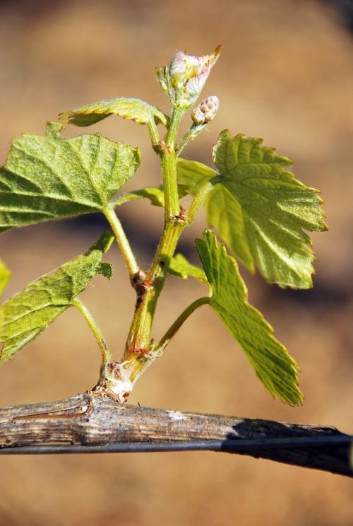 Iconographie - La vigne de l'Oisellière au printemps