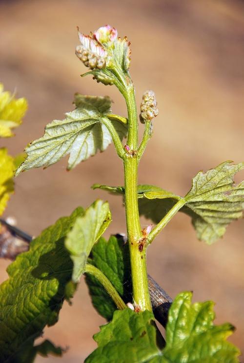 Iconographie - La vigne de l'Oisellière au printemps