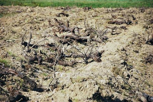 Iconographie - Arrachage d'une vigne à l'Oisellière