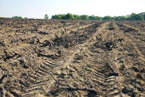 Iconographie - Arrachage d'une vigne à l'Oisellière