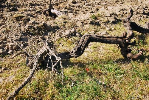 Iconographie - Arrachage d'une vigne à l'Oisellière