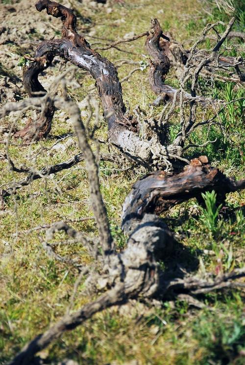 Iconographie - Arrachage d'une vigne à l'Oisellière