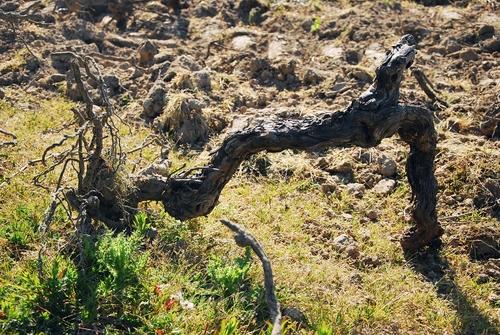 Iconographie - Arrachage d'une vigne à l'Oisellière