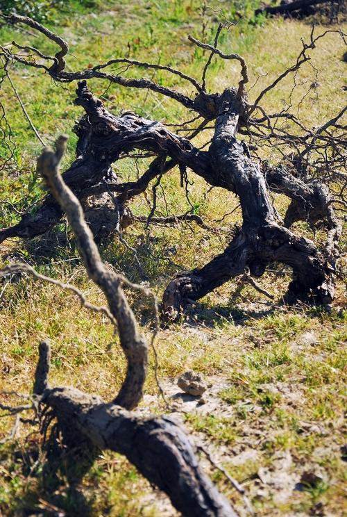 Iconographie - Arrachage d'une vigne à l'Oisellière