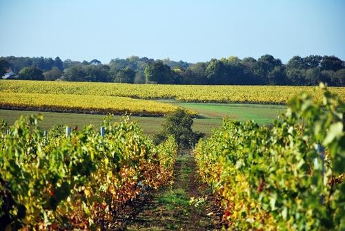 Iconographie - Les vignes à l'automne