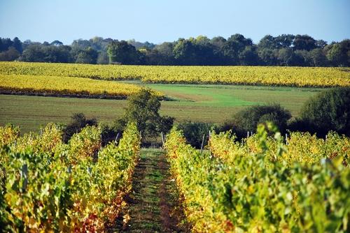 Iconographie - Les vignes à l'automne