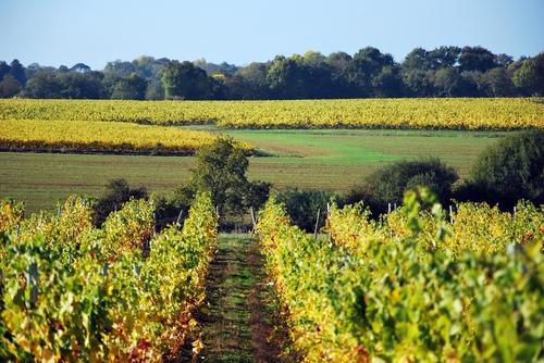 Iconographie - Les vignes à l'automne