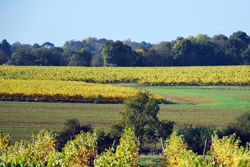 Iconographie - Les vignes à l'automne