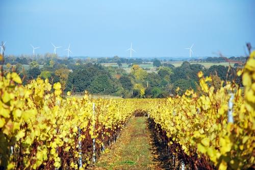 Iconographie - Les vignes à l'automne