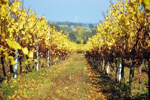 Iconographie - Les vignes à l'automne