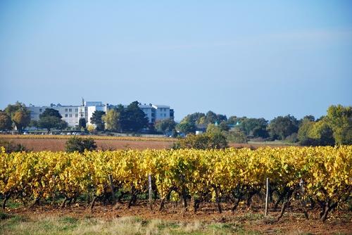 Iconographie - Les vignes à l'automne