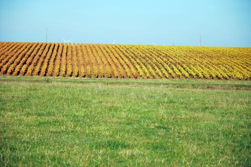 Iconographie - Les vignes à l'automne