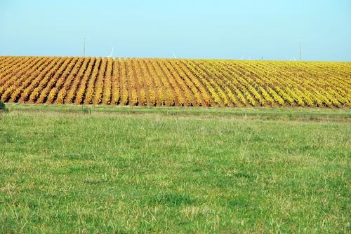 Iconographie - Les vignes à l'automne