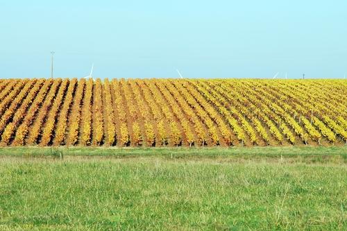 Iconographie - Les vignes à l'automne