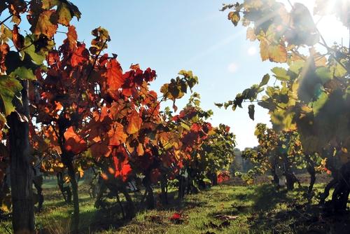 Iconographie - Les vignes à l'automne