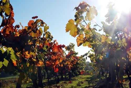Iconographie - Les vignes à l'automne