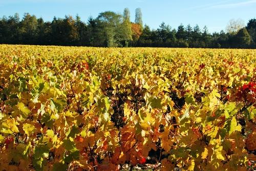 Iconographie - Les vignes à l'automne