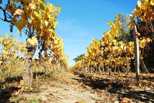 Iconographie - Les vignes à l'automne