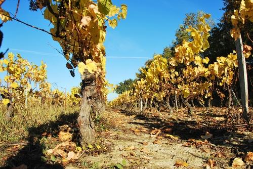 Iconographie - Les vignes à l'automne