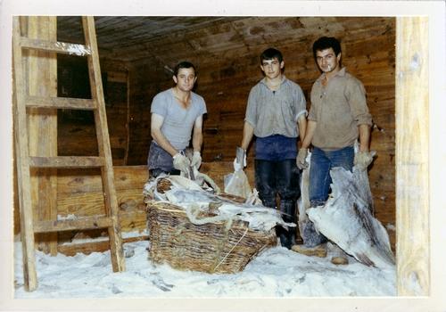 Iconographie - Marins tenant des morues  salées dans la cale d'un morutier