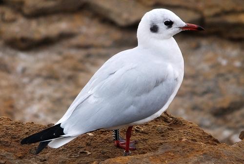 Iconographie - Mouette rieuse au Veillon