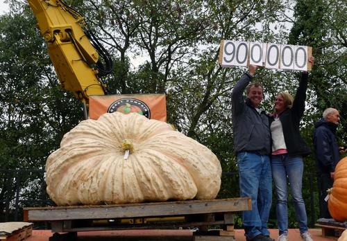 Iconographie - Le potiron gagnant d'un Anglais 900 kg