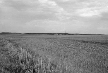 Iconographie - Champ de céréales