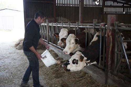 Iconographie - Kevin avec vache et veau normands à la Goichonnière