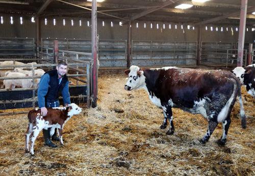 Iconographie - Kevin avec une vache et veau normande à la Goichonnière