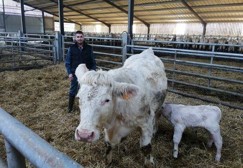 Iconographie - Kevin avec vache et veau charolais à la Goichonnière