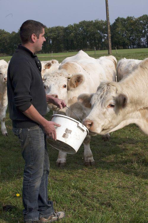 Iconographie - Kevin avec une vache charolaise à la Goichonnière