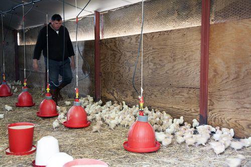 Iconographie - Gaetan et les poussins de la Goichonnière