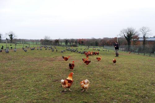 Iconographie - Gaetan dans parc à poulets et pintades à la ferme de La Goichonnière