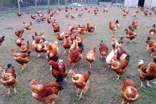 Iconographie - Elevage de poulets à la ferme de La Goichonnière