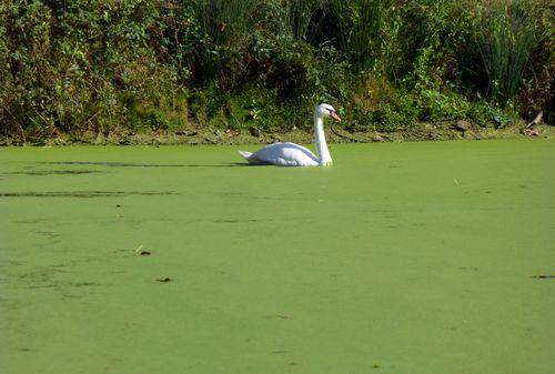 Iconographie - Cygne du lac de Grand-Lieu