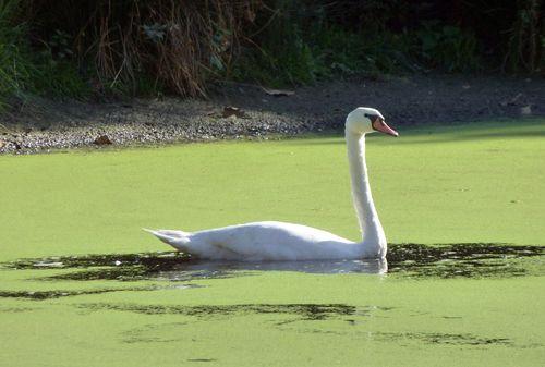 Iconographie - Cygne du lac de Grand-Lieu