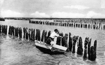 Iconographie - La culture des moules - Les bouchots à nessain