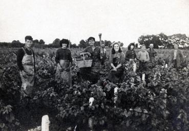 Iconographie - Vendanges chez Denis Baud