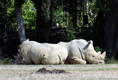 Iconographie - Planète Sauvage - Rhinocéros blancs