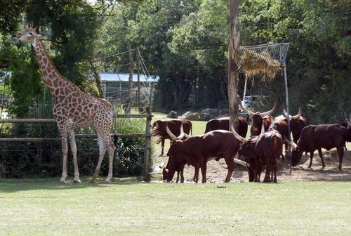 Iconographie - Planète Sauvage - Girafe et des boeufs Watussi