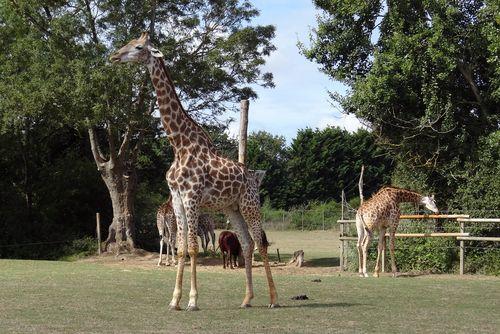 Iconographie - Planète Sauvage - Des girafes