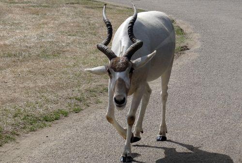 Iconographie - Planète Sauvage - Addax