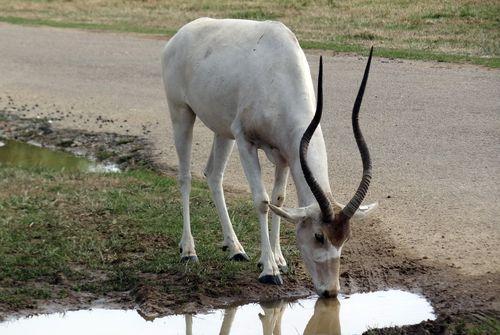 Iconographie - Planète Sauvage - Addax