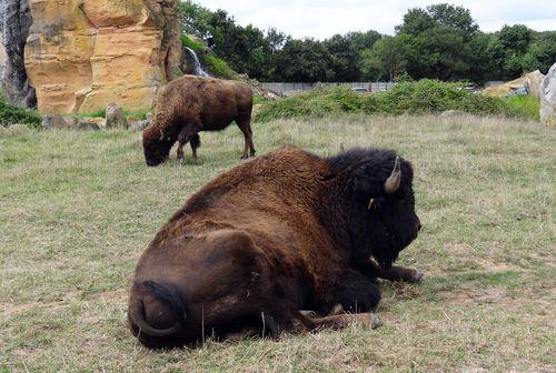 Iconographie - Planète Sauvage - Bisons