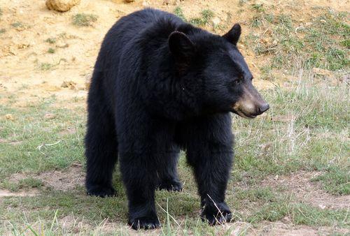 Iconographie - Planète Sauvage - Ours noir