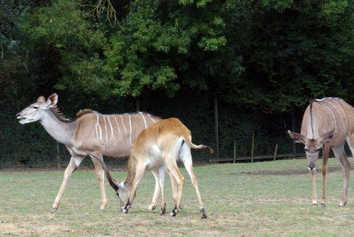 Iconographie - Planète Sauvage - Antilopes