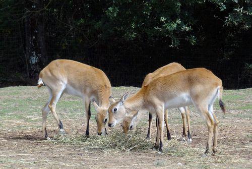 Iconographie - Planète Sauvage - Cobe de Lechwe